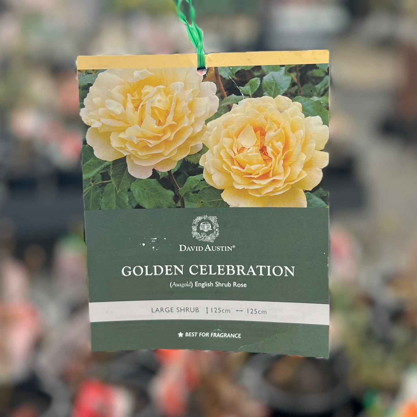 David Austin Rose Golden Celebration - 20cm Pot