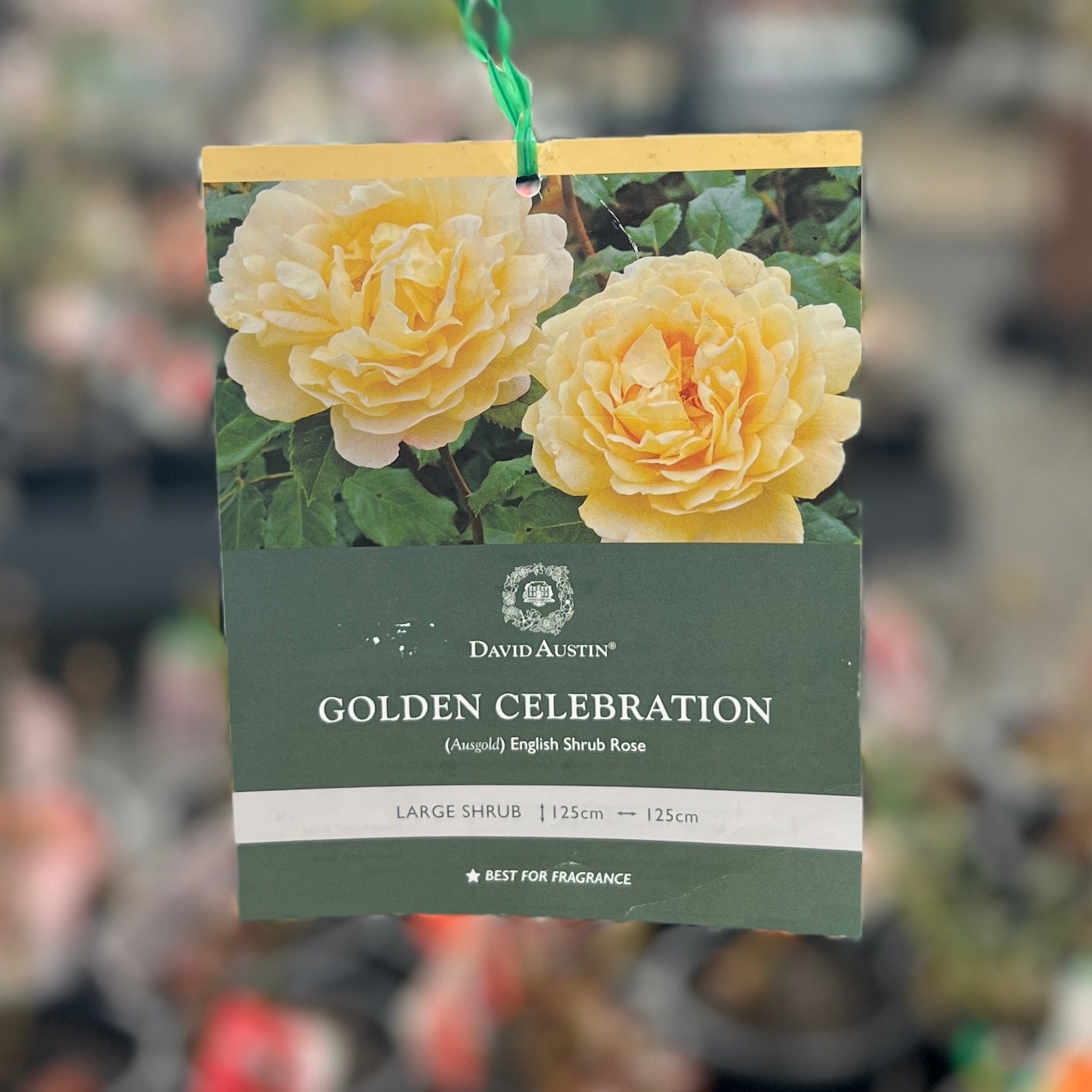 David Austin Rose Golden Celebration - 20cm Pot