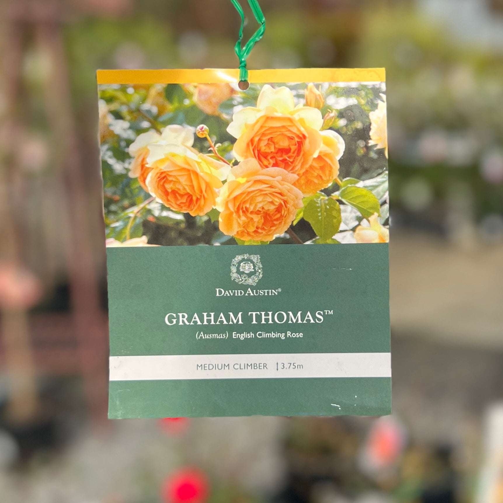 David Austin Bush Rose Graham Thomas - 20cm Pot