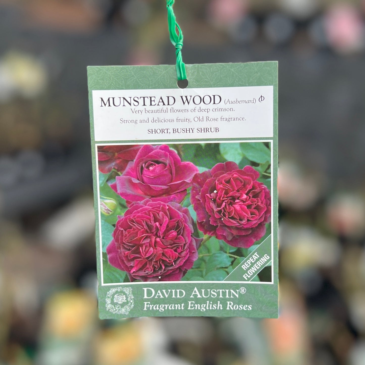 David Austin Bush Rose Munstead Wood - 20cm Pot