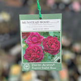 David Austin Bush Rose Munstead Wood - 20cm Pot