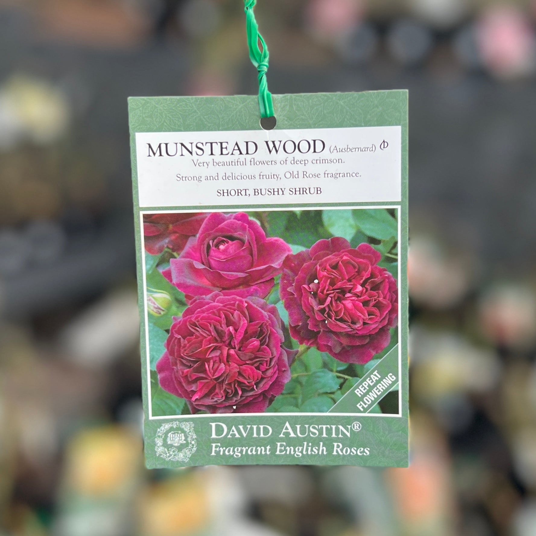 David Austin Bush Rose Munstead Wood - 20cm Pot