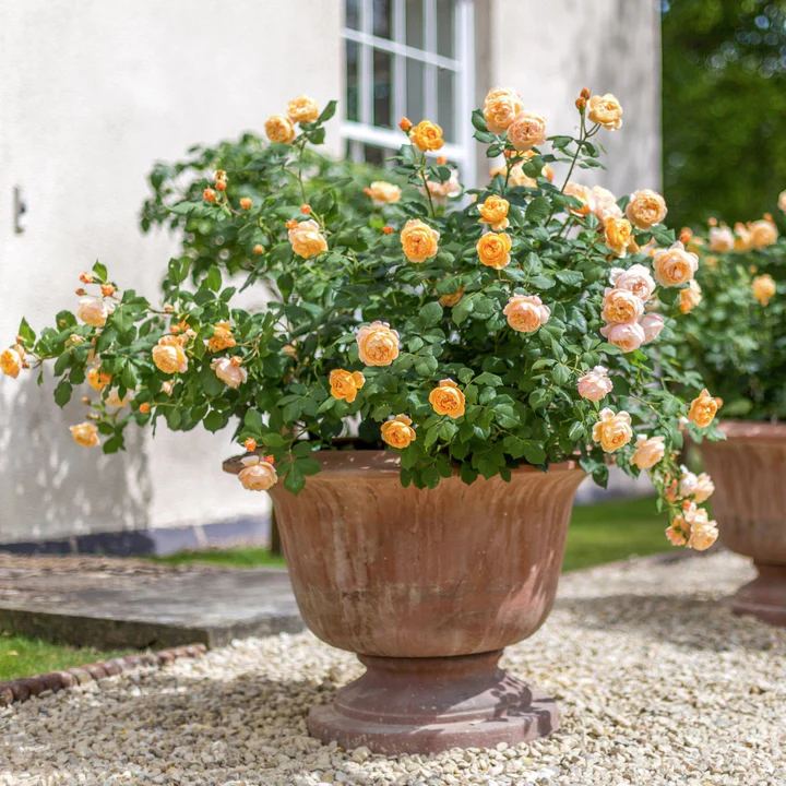 David Austin Bush Rose Roald Dahl - 20cm Pot