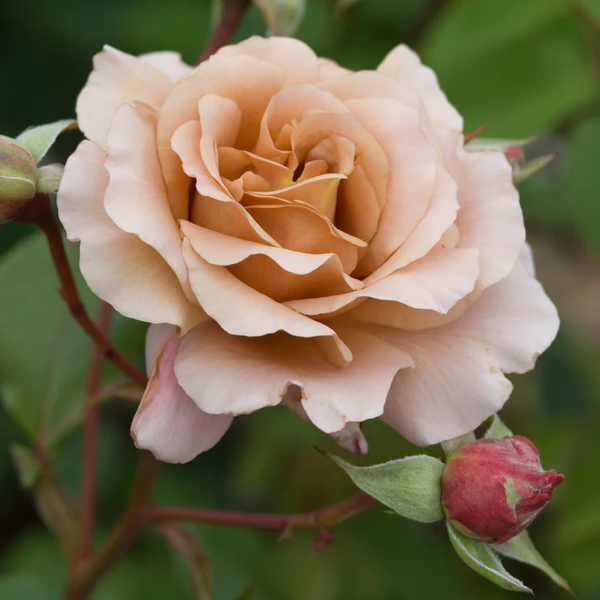 Bush Rose Julia's Rose - 20cm Pot