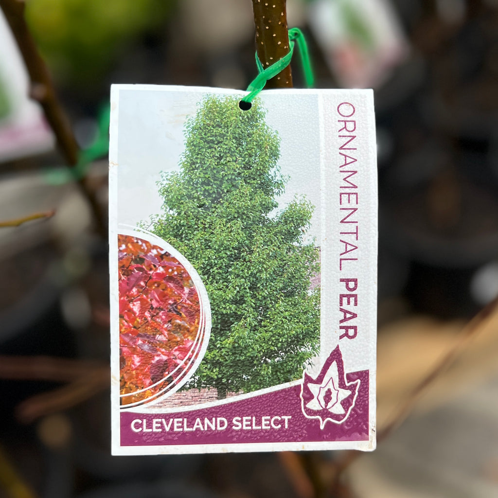 Pyrus Cleveland Select