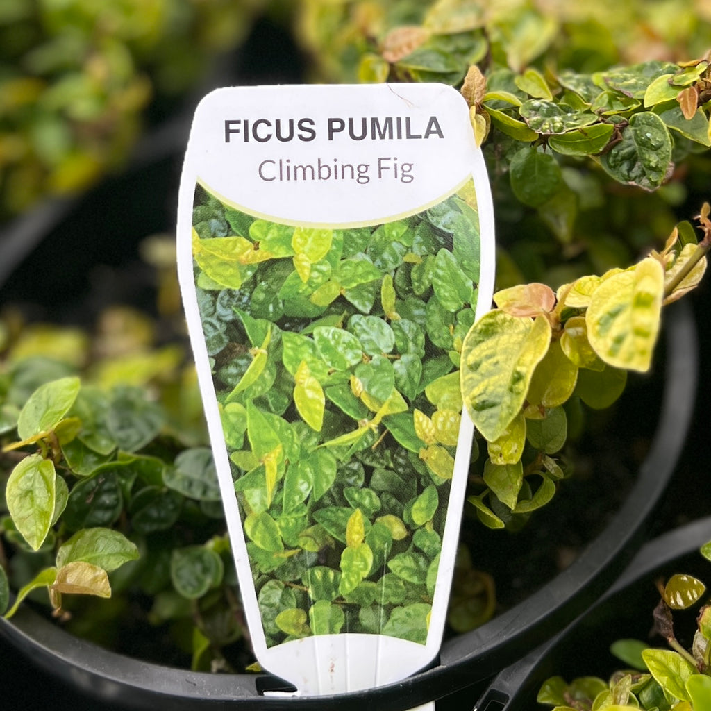 Ficus Pumila - 14cm Pot