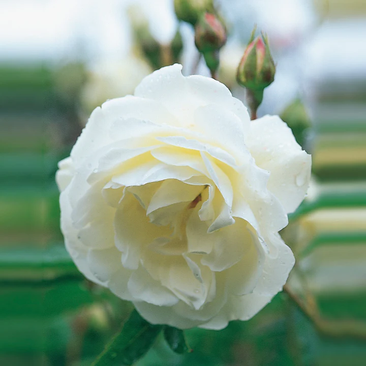 Standard Rose Iceberg - 90cm/3ft | 25cm Pot
