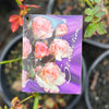 Bush Rose Seduction - 20cm Pot