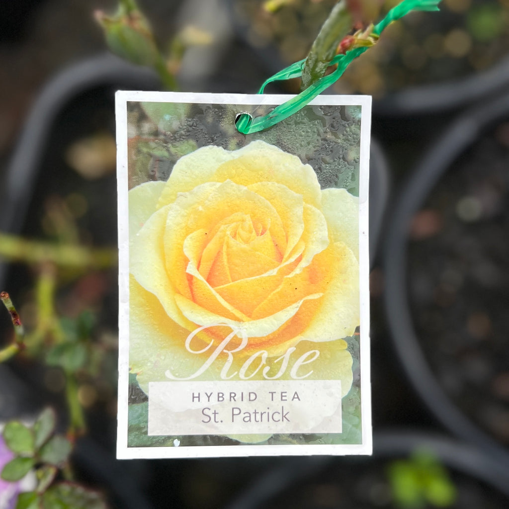 Bush Rose St Patrick - 20cm Pot