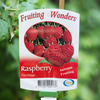Raspberry Heritage - 15cm Pot