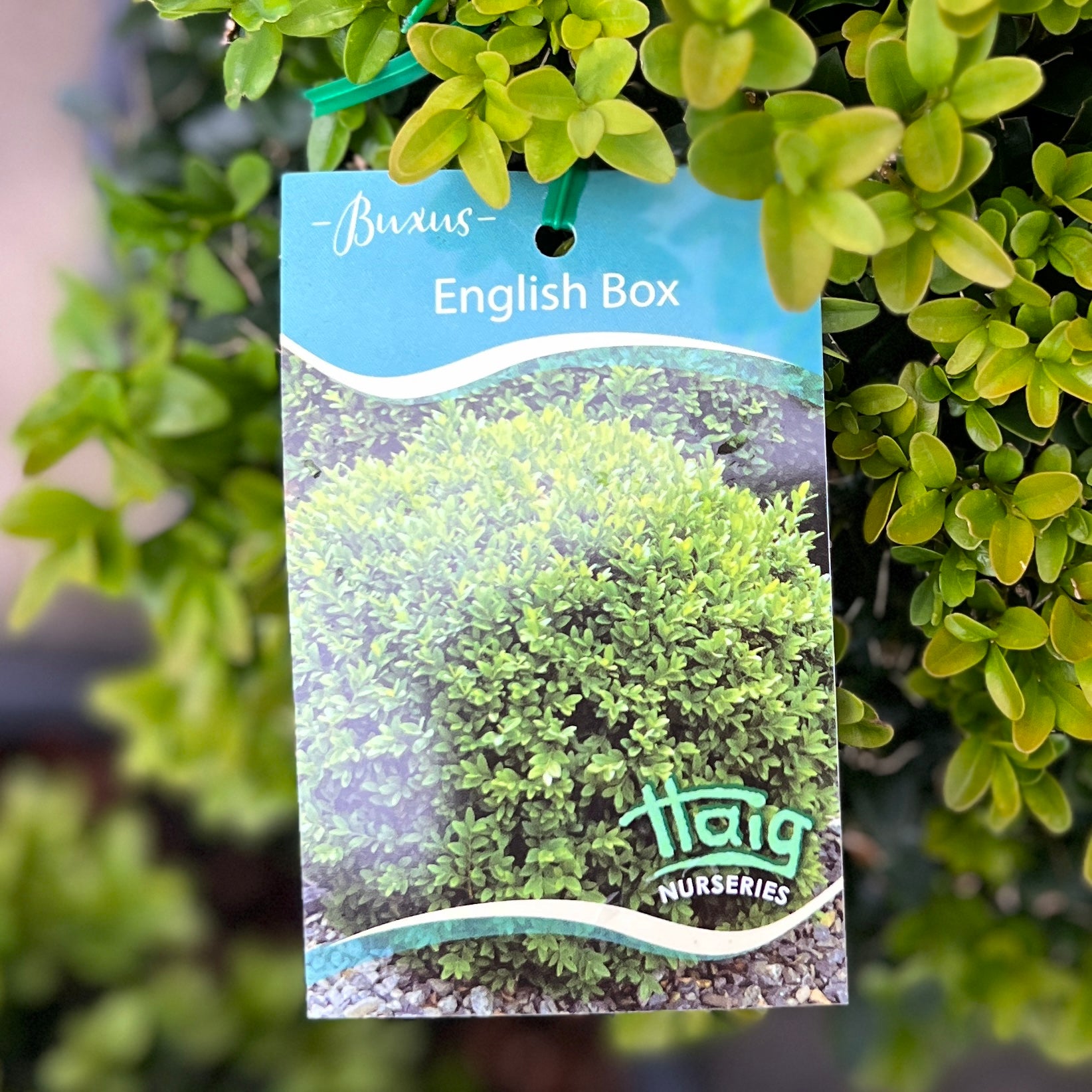 Buxus English Box - 20cm Pot