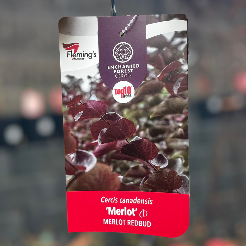 Cercis Canadensis Merlot - 25cm Pot