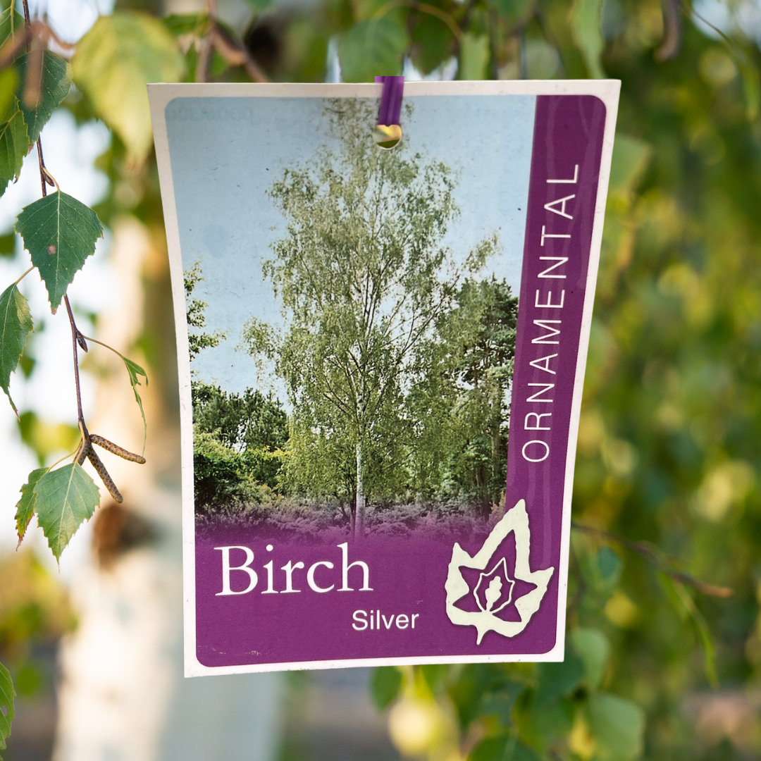 Betula Pendula Silver Birch - 25cm Pot