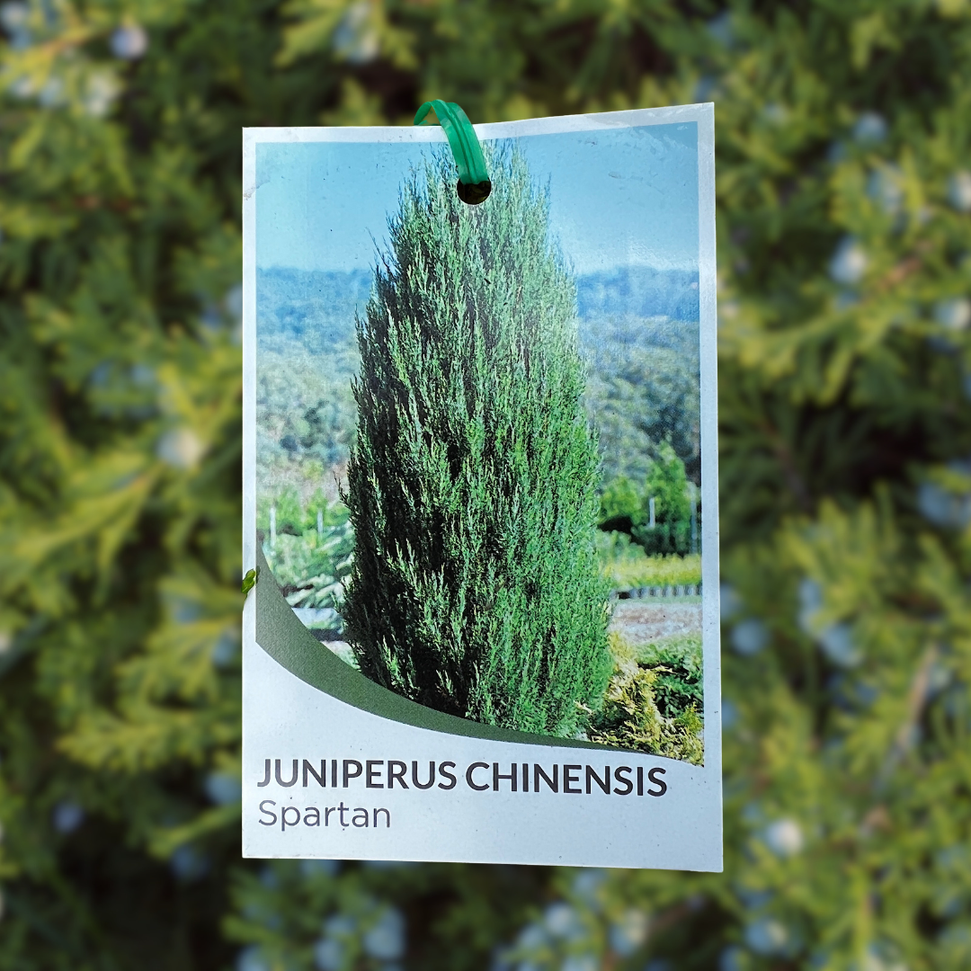 Juniper Chinensis Spartan - 20cm Pot
