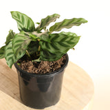 Calathea Louisae Freddy - 13cm Pot