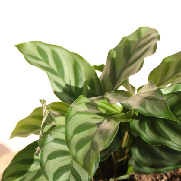 Calathea Louisae Freddy - 13cm Pot
