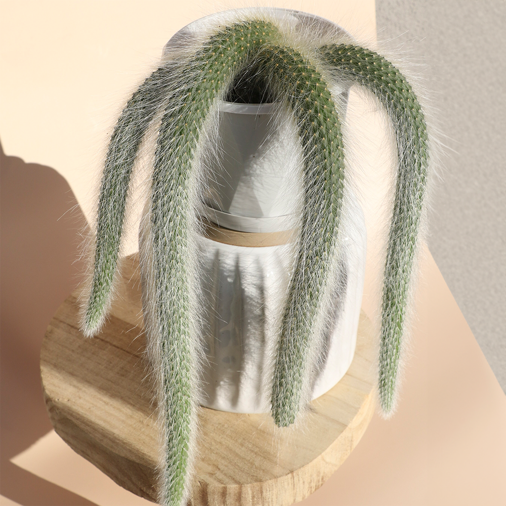 Monkey Tail Cactus Advanced - 13cm Basket