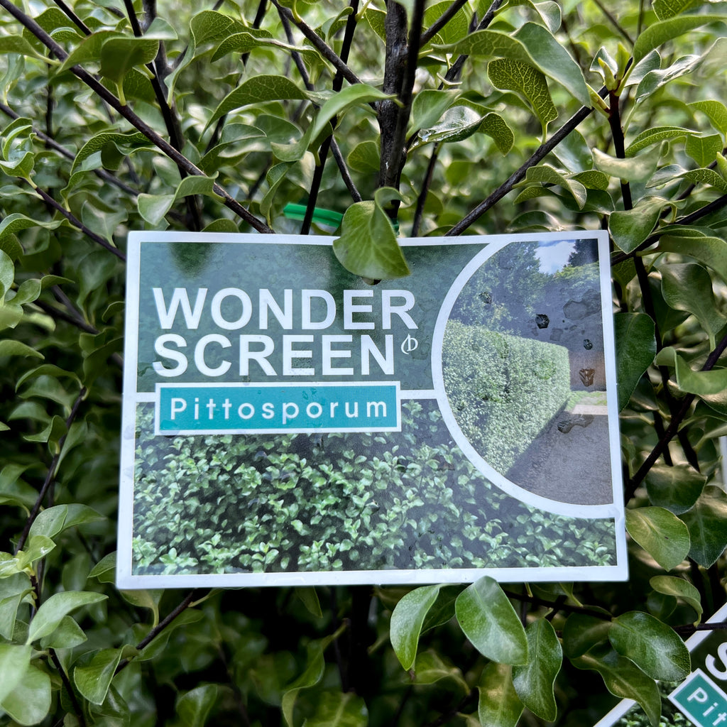Pittosporum Wonder Screen - 20cm Pot