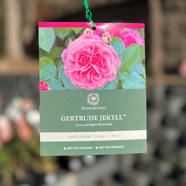 David Austin Climbing Rose Gertrude Jekyll - 20cm Pot