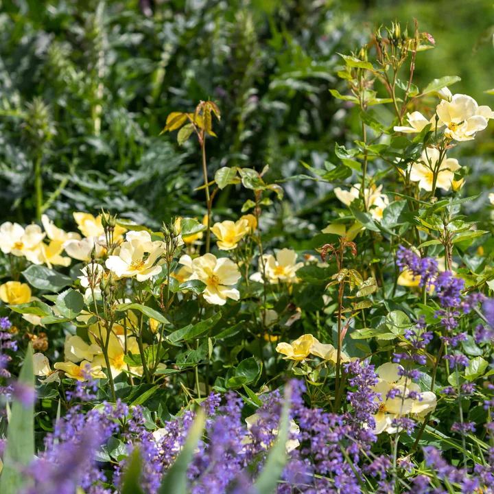 David Austin Rose Tottering By Gently - 20cm Pot
