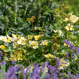 David Austin Rose Tottering By Gently - 20cm Pot