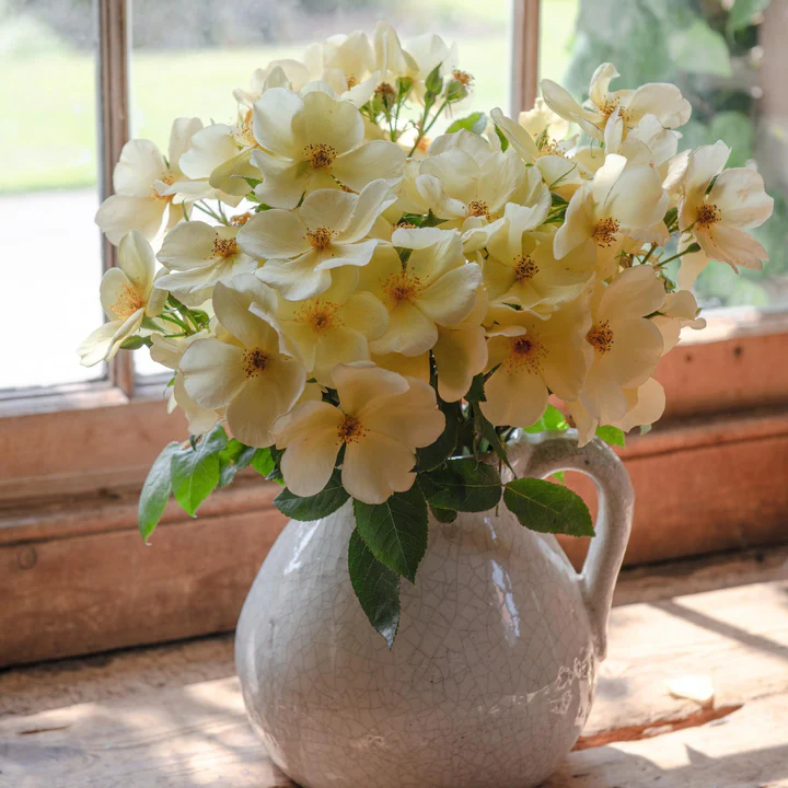 David Austin Rose Tottering By Gently - 20cm Pot