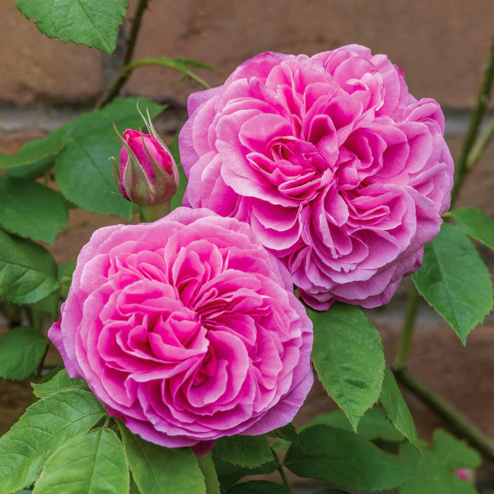 David Austin Climbing Rose Gertrude Jekyll - 20cm Pot