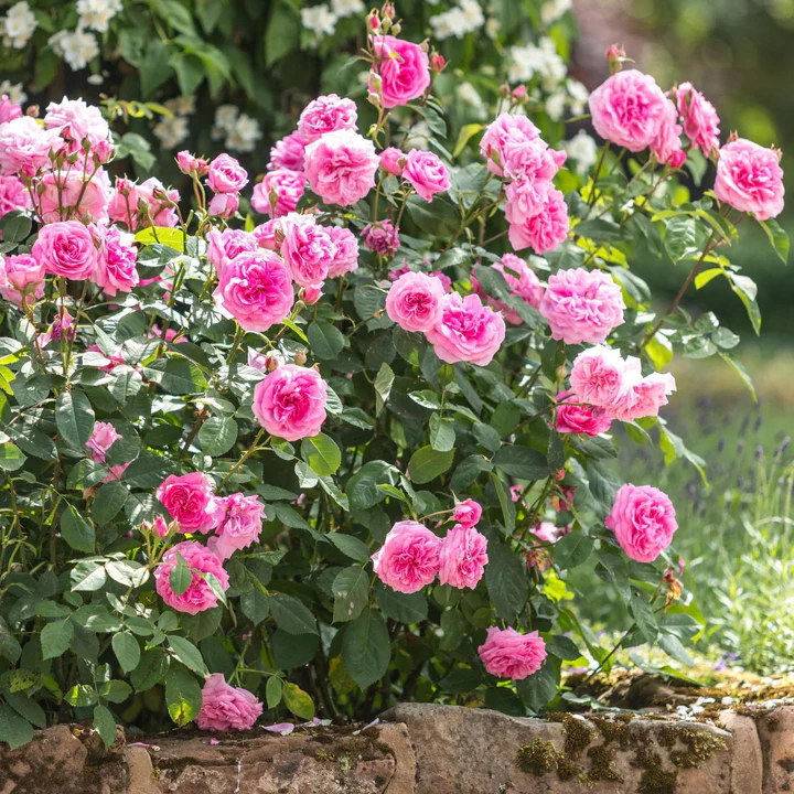 David Austin Climbing Rose Gertrude Jekyll - 20cm Pot