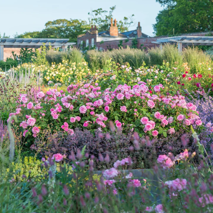 David Austin Climbing Rose Gertrude Jekyll - 20cm Pot