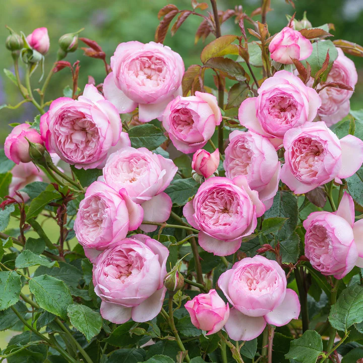 David Austin Rose The Mill On The Floss - 20cm Pot