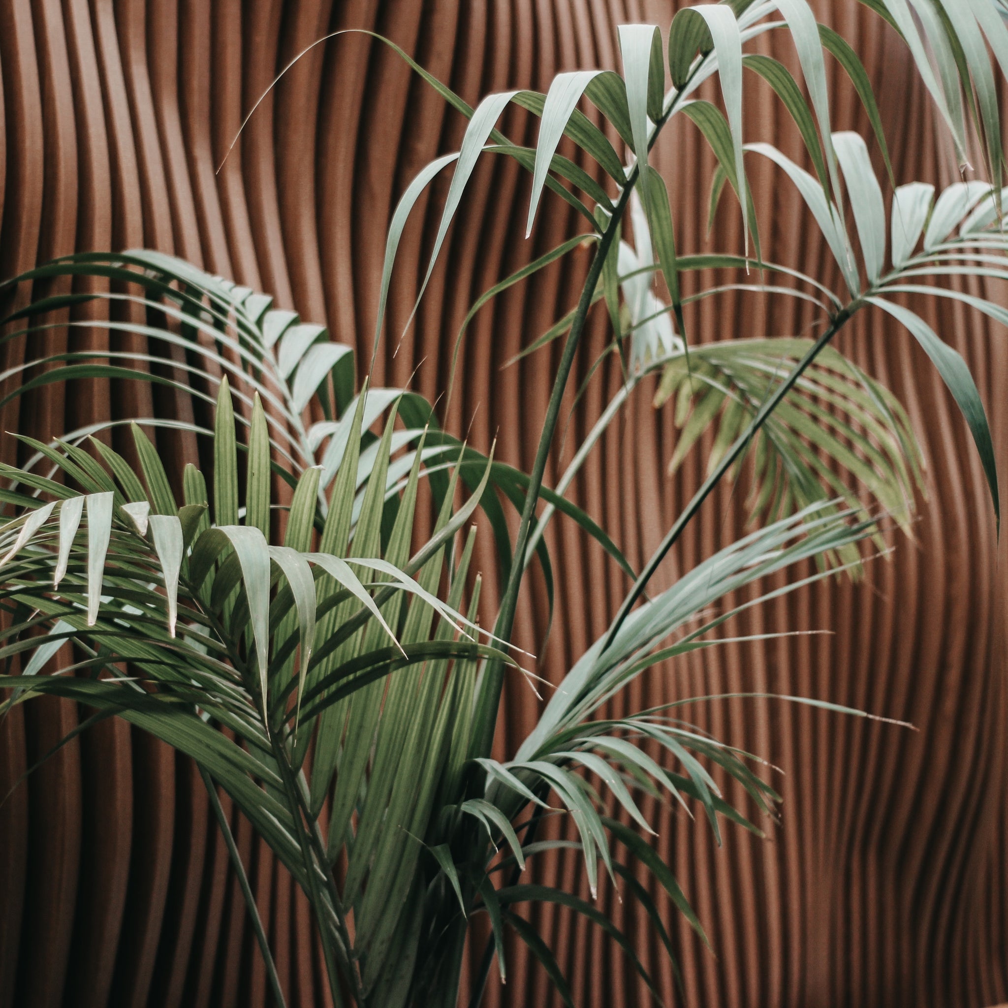 Kentia Palm - 20cm Pot