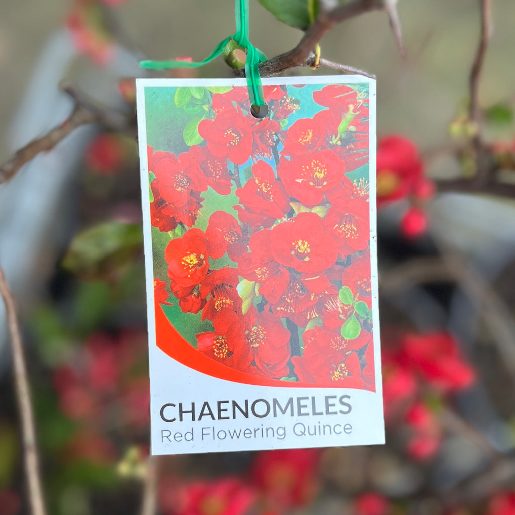 Chaenomeles Red - 20cm Pot
