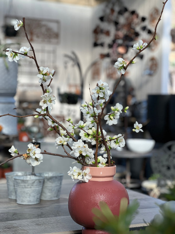 Chaenomeles White - 20cm Pot