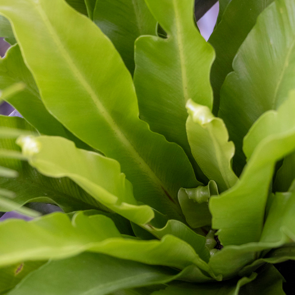 Asplenium Birds Nest Fern - 18cm Pot