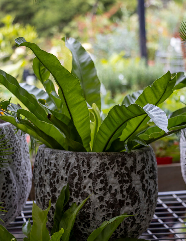 Asplenium Birds Nest Fern - 18cm Pot