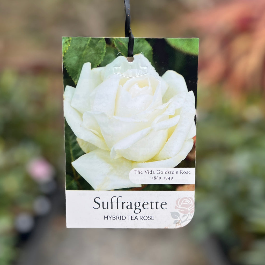 Bush Rose Suffragette - 20cm Pot