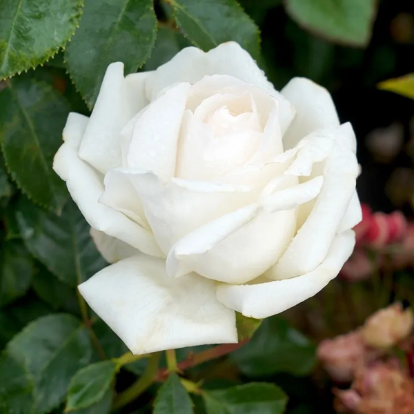 Bush Rose Suffragette - 20cm Pot