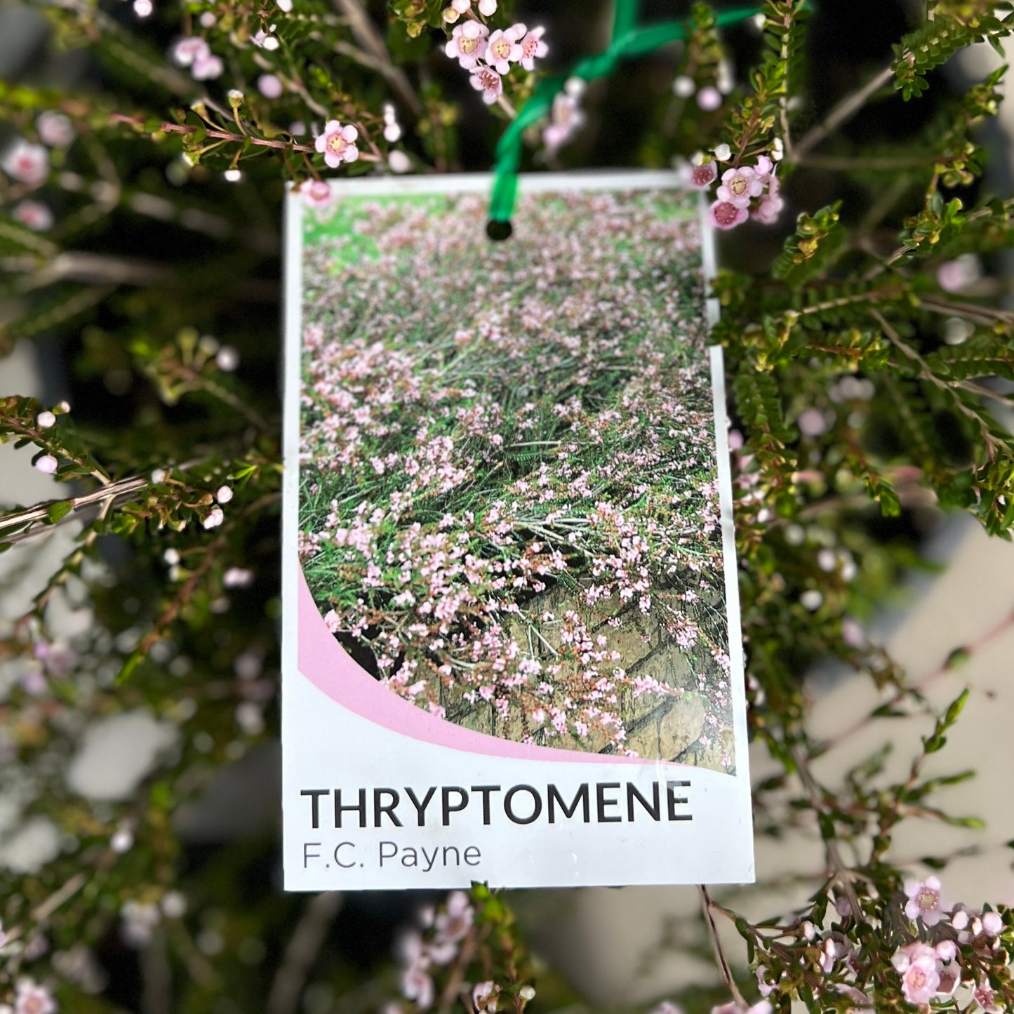 Thryptomene Saxicola - 14cm Pot
