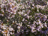 Thryptomene Saxicola - 14cm Pot