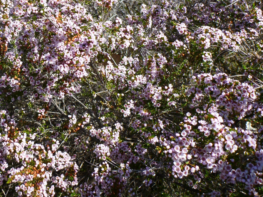 Thryptomene Saxicola - 14cm Pot