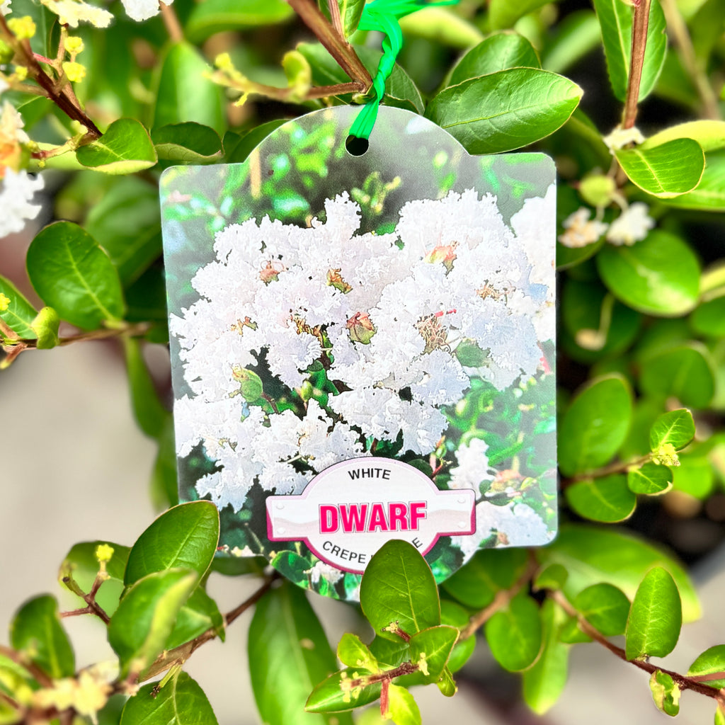 Lagerstroemia Dwarf White - 20cm Pot