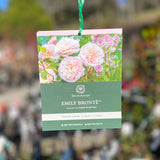 David Austin Rose Emily Bronte - 20cm Pot