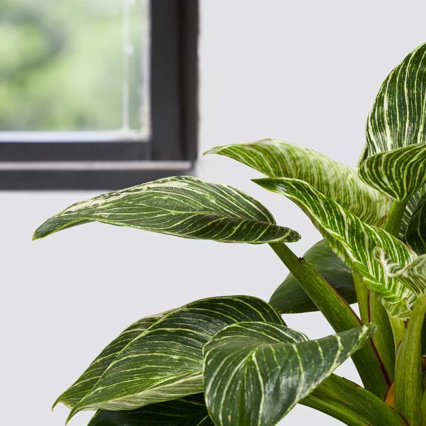 Philodendron Birkin - 13cm Pot