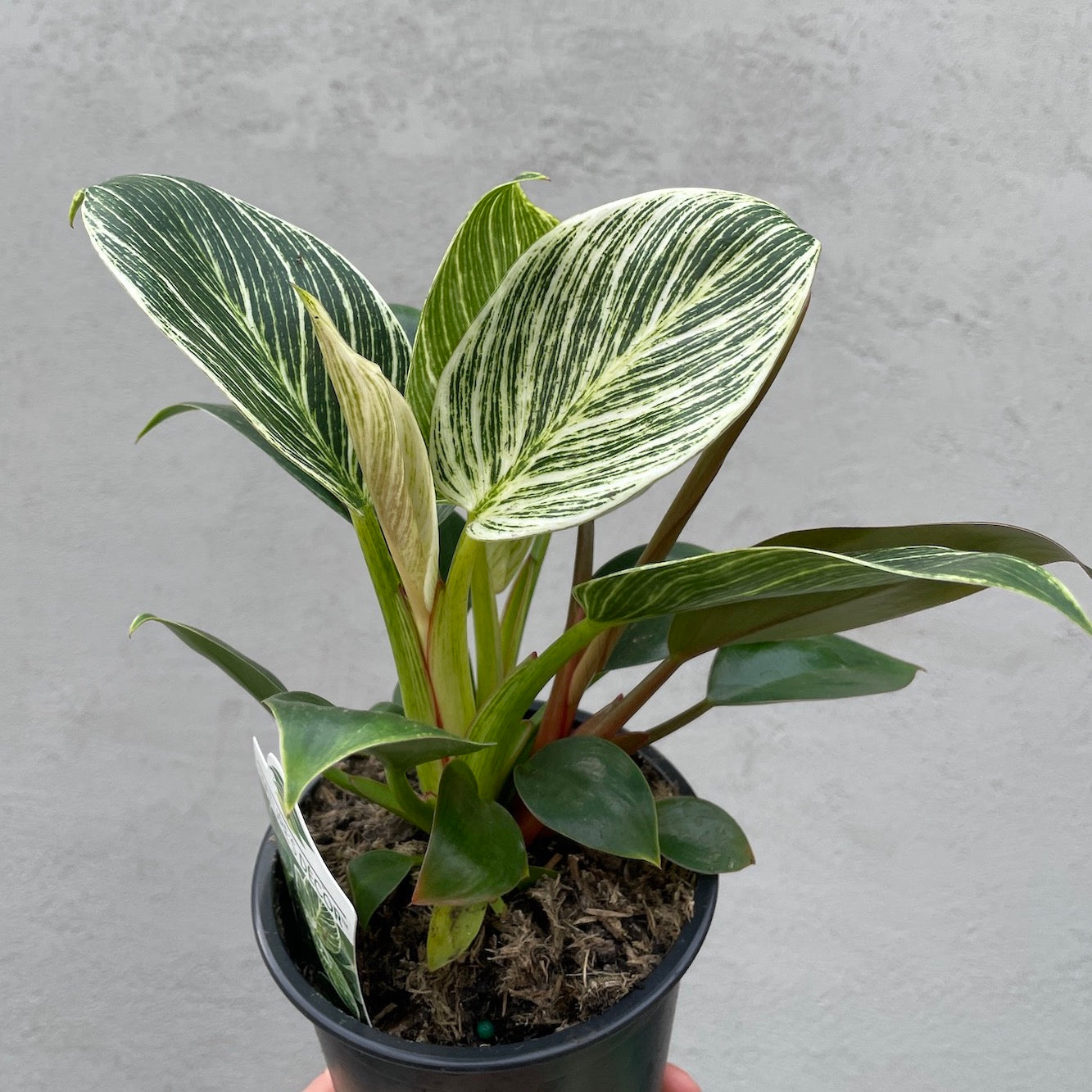Philodendron Birkin - 13cm Pot