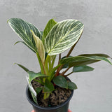 Philodendron Birkin - 13cm Pot
