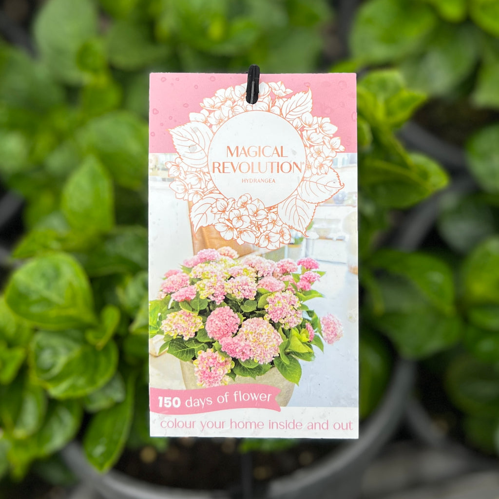 Hydrangea Magical Revolution Pink - 20cm Pot