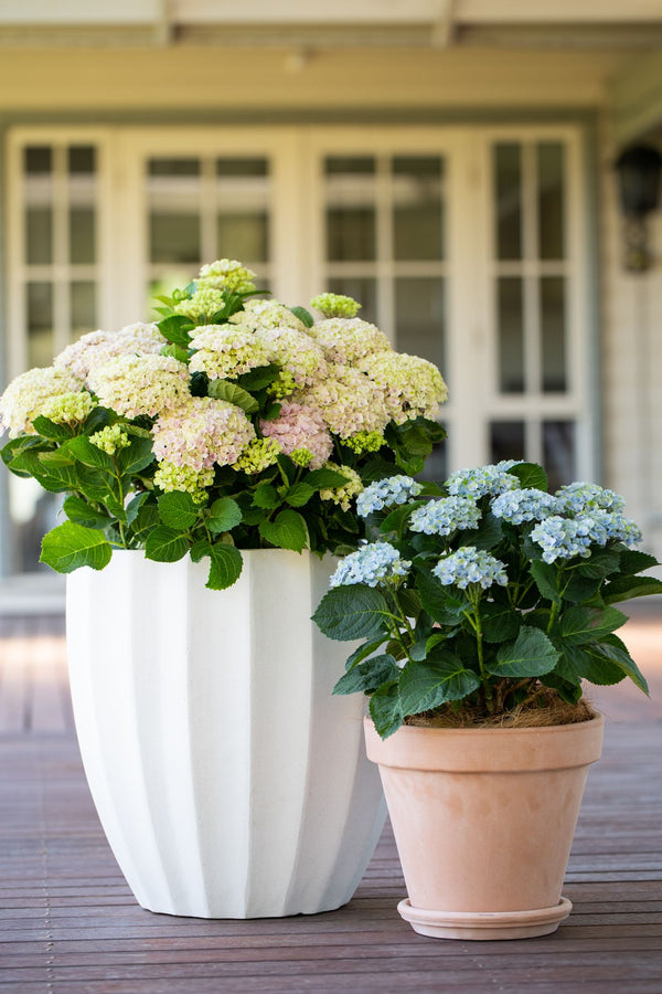 Hydrangea Magical Revolution Pink - 20cm Pot