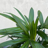 Rhapis Excelsa Lady Palm - 25cm Pot