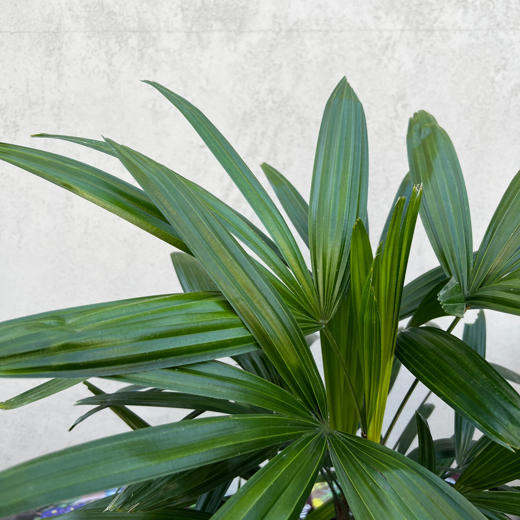 Rhapis Excelsa Lady Palm - 25cm Pot