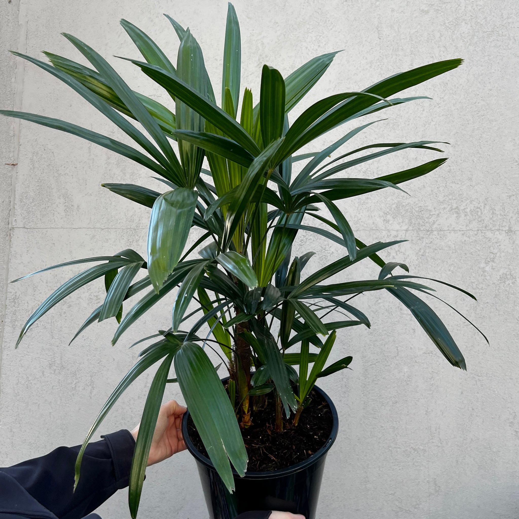 Rhapis Excelsa Lady Palm - 25cm Pot